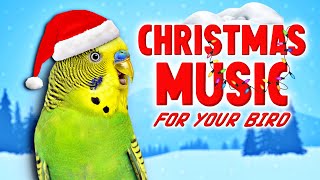 1 Hour HAPPY Christmas Music for Your Bird | Budgie Parakeet Lovebird & Cockatiel Sounds
