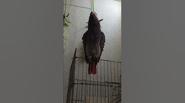 طائر الببغاء يتكلم ويقرأ سورة الإخلاص - سبحان الله ❤