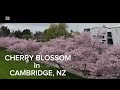 “Best Places to see Cherry Blossoms in Cambridge, New Zealand”