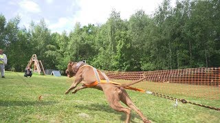 Буля. Битва Героев 2019