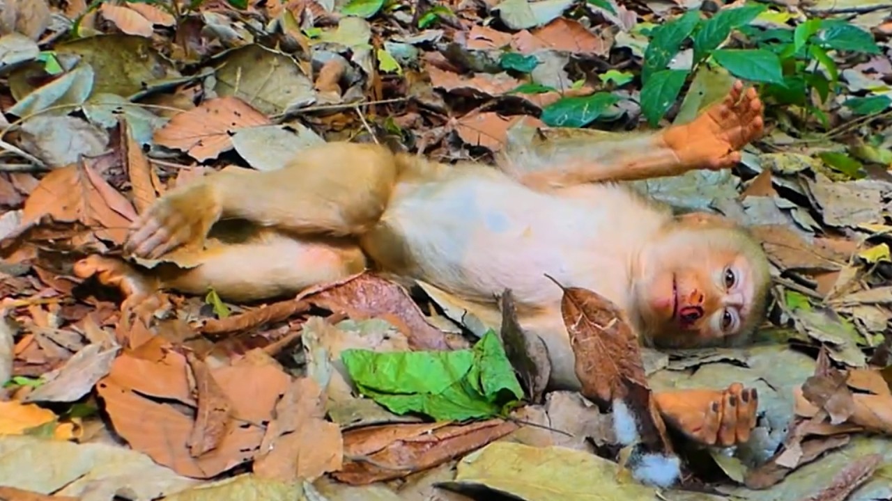 Breaking News: Today poor monkey Luno fell down from a tree, but he is ok!!!