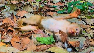 Breaking News: Today poor monkey Luno fell down from a tree, but he is ok!!!