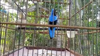 Burung Cucak Biru Kalimantan Exotic Cantik Cetar Membahana gaesss, #kicaumania #cucakbirugacor.