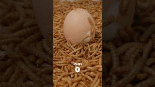 Mealworms Vs Egg Timelapse