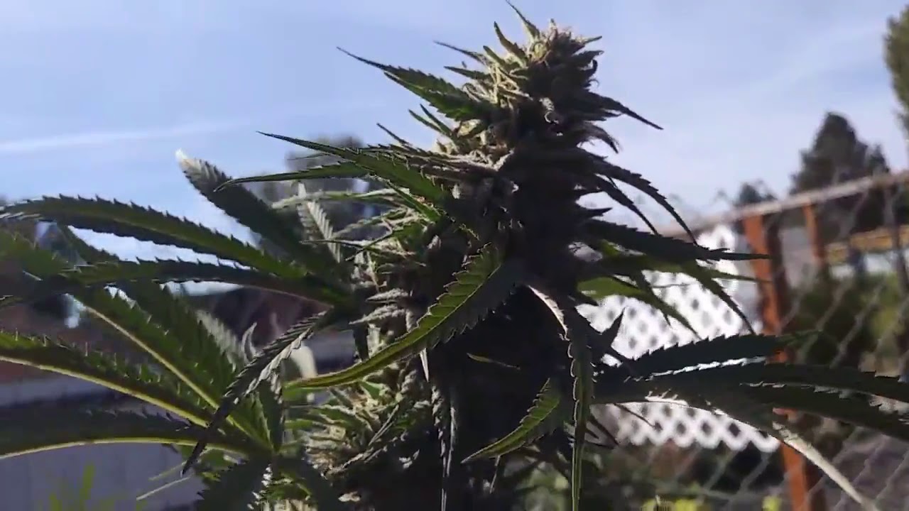 TGA SEEDS KILLER GRAPE OUTDOOR GROW 2018
