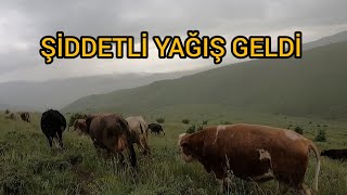 İnekler Yayladan Çok Uzakta Bulduk Hurdaci Amca Oğlu Mantar Avinda Mantar Yaninda Tavşan Yavrusu