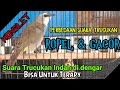 Trucukan Masteran Menit Langsung Nyaut Perbedaan Tipe Gacor Ropel Mp3 - Mp4 Download