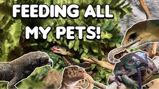 FEEDING ALL MY PETS! | Reptiles & Amphibians