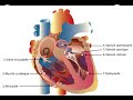 Apprendre et comprendre  lendocardite infectieuse  pr fouad cardiologie rsidanat evc ecn