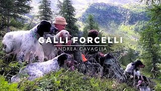 Galli Forcelli con il Setter Inglese