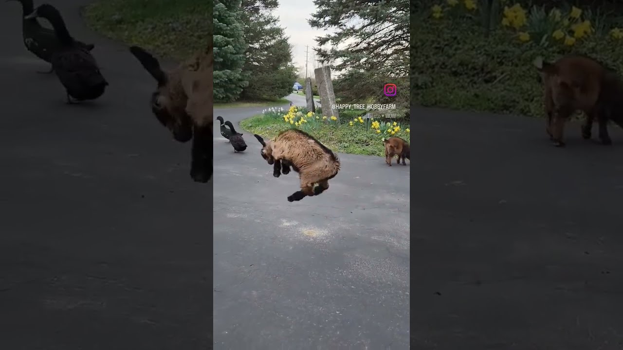 Bouncy Jumping Baby Goat Animals Goatkid Babygoats Animaldance Cute Happyplace