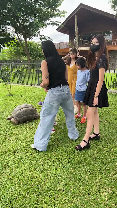 tortoise at angelfield nature sunctuary #musicnotminenocopyrightinfrigementintended