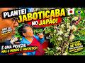 JAPÃO SURPREENDE! JABUTICABA BRASILEIRA FLORESCENDO NO FRIO! 🇯🇵🇧🇷