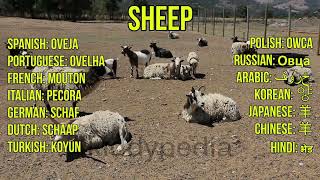 Domestic Animal Sounds Educational Video For Babies & Kids Popular Farm Animals