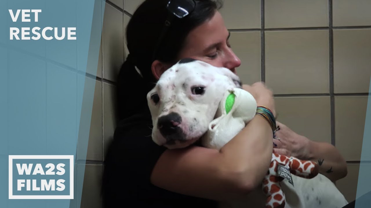 Starving Chained Pit Bull Gets REAL Love For First Time - Hope For Dogs ...