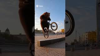 Мишка райдер BMX #беларусь #минск #bmx #sora #ai #велосипед #рофл #мем #трюки #медведь