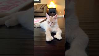 Cute Kitten Love Ll Lovely Cat