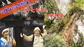 阿里山第二神木中橫新地標塔塔家前山鹿林神木王