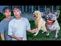 Lucas and Marcus! OUR DOGS CAN T STOP SMILING