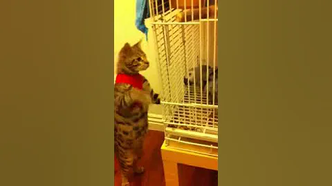 Video 2673031: african savannah cat, talking savannah, savannah cat playing, grey cat