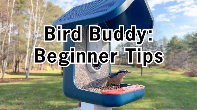 Bird Buddy Review: Birding Made Easy