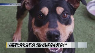 Farmington animal shelter makes changes after increase in canine distemper cases