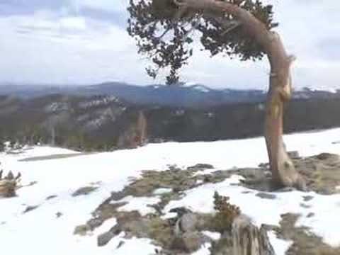 Krummholz (twisted wood) on Mount Evans, Colorado