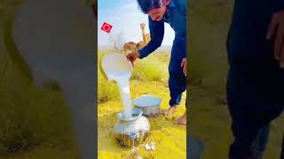 sindhi rag/ sindhi folk song