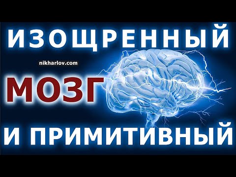 Триединый мозг: рептильный, лимбический, неокортекс. Как строение мозга определяет виды поведения.