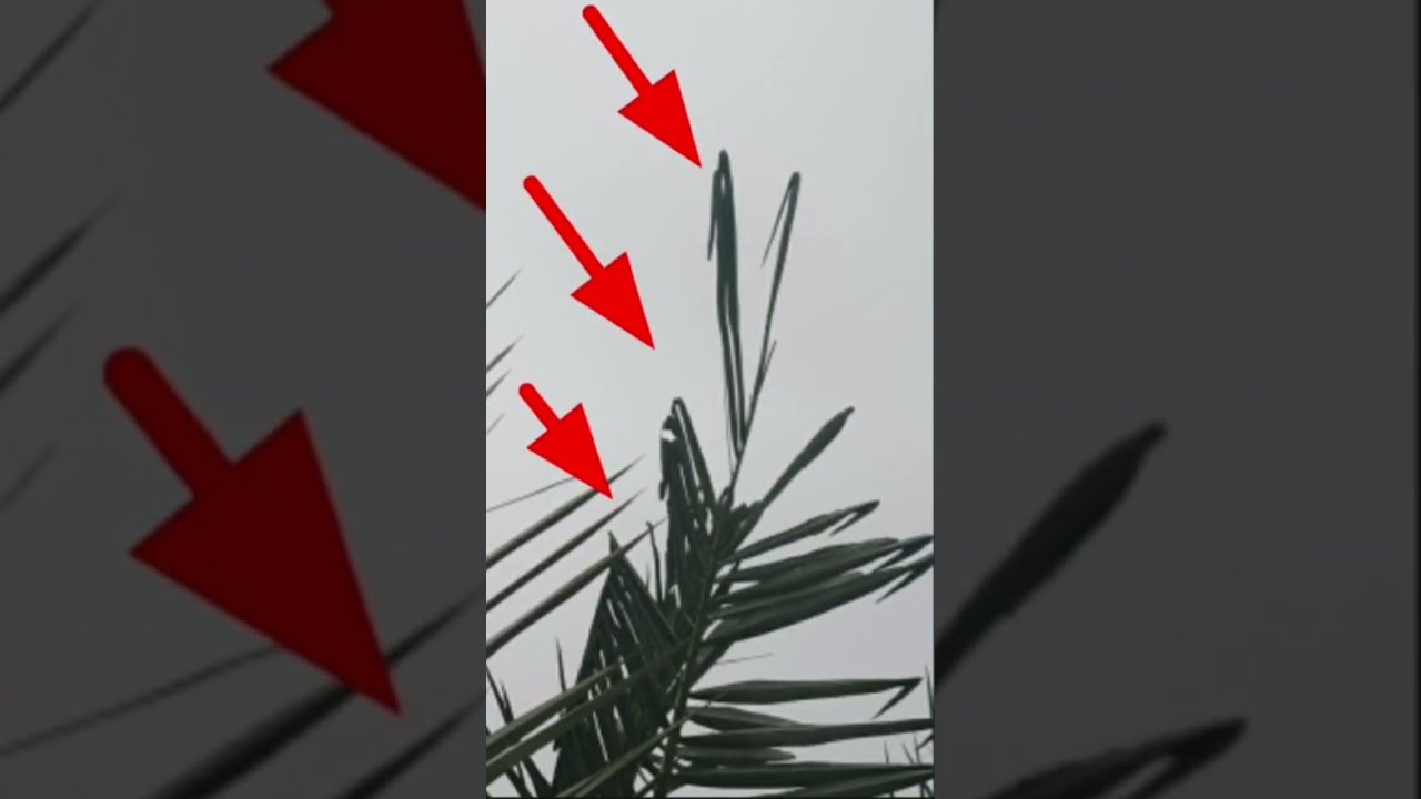 علاج اللفحة السوداء للنخيل
