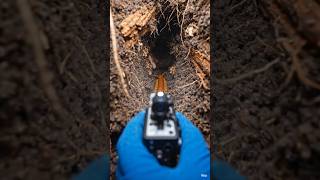 What if you could see the underground world… through a millipede’s eyes? 🐛
