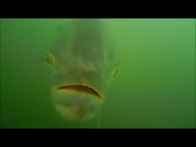 Bluefish Attacking Lures Underwater View! 