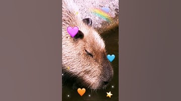 Did Capy slay? 💅🐾 #capybara #capyslay #capybaralove #capy #shorts #shortsfeed #ytshort