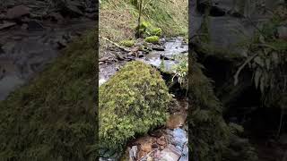 HAWKCOMBE WOODS, EXMOOR | MINI VLOG
