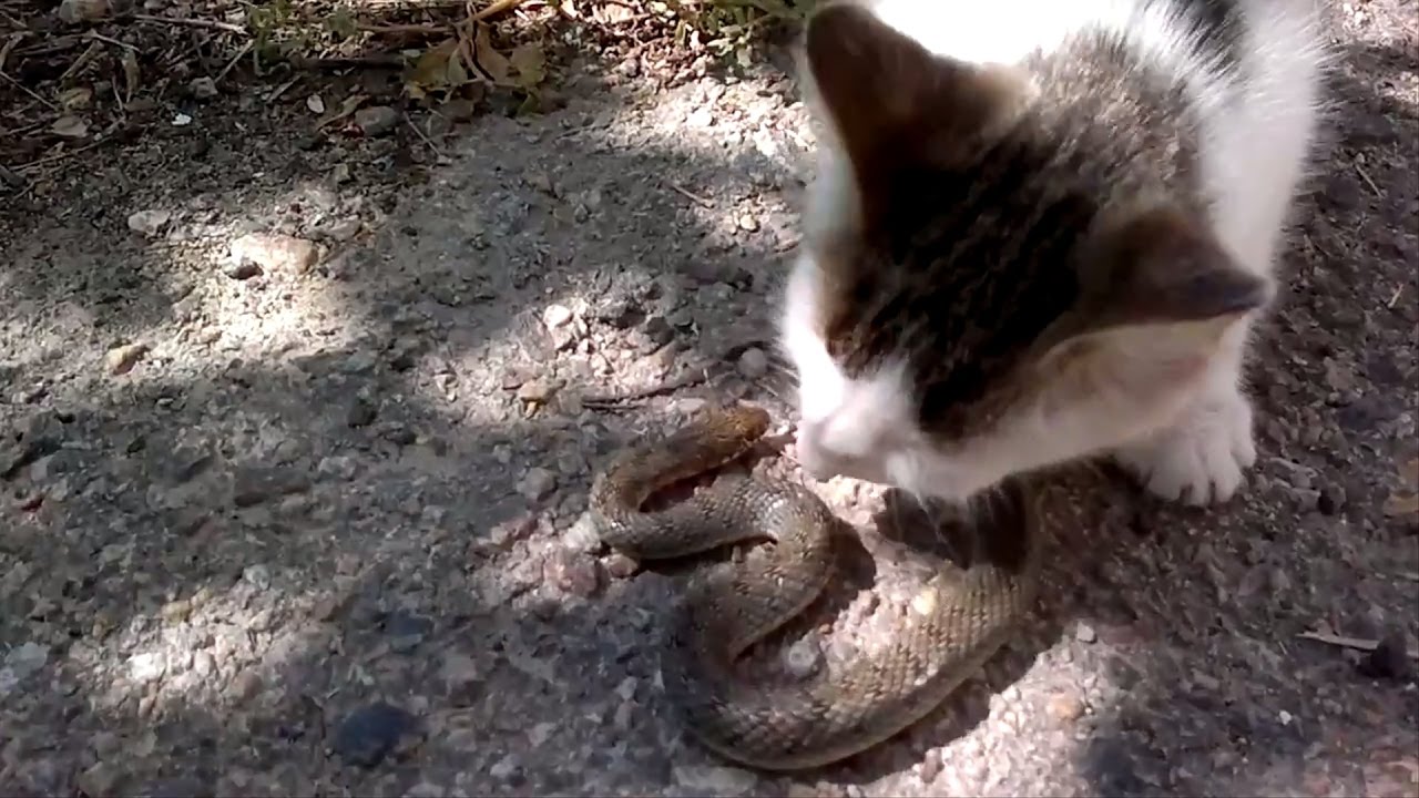 кошка ест змею. кот со змеиного. кошка ест змею. кот и змея. кошка ест змею.