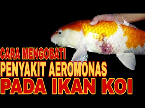 CARA PENGOBATAN PENYAKIT AEROMONAS PADA IKAN KOI YouTube