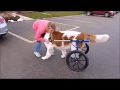 Dogs in Large Walkin' Wheels Wheelchair!