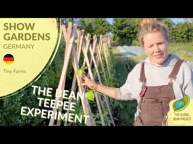 Postarella Technique for Pole Beans (June) – Tiny Farms 🇩🇪 #5 | Global Bean Show Gardens