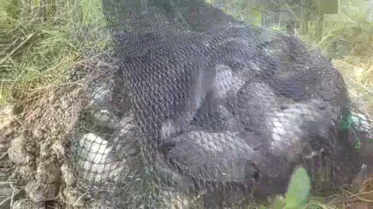 buka kedua kolam Budi sawit tgl 1 Maret 2026 di siombak atas