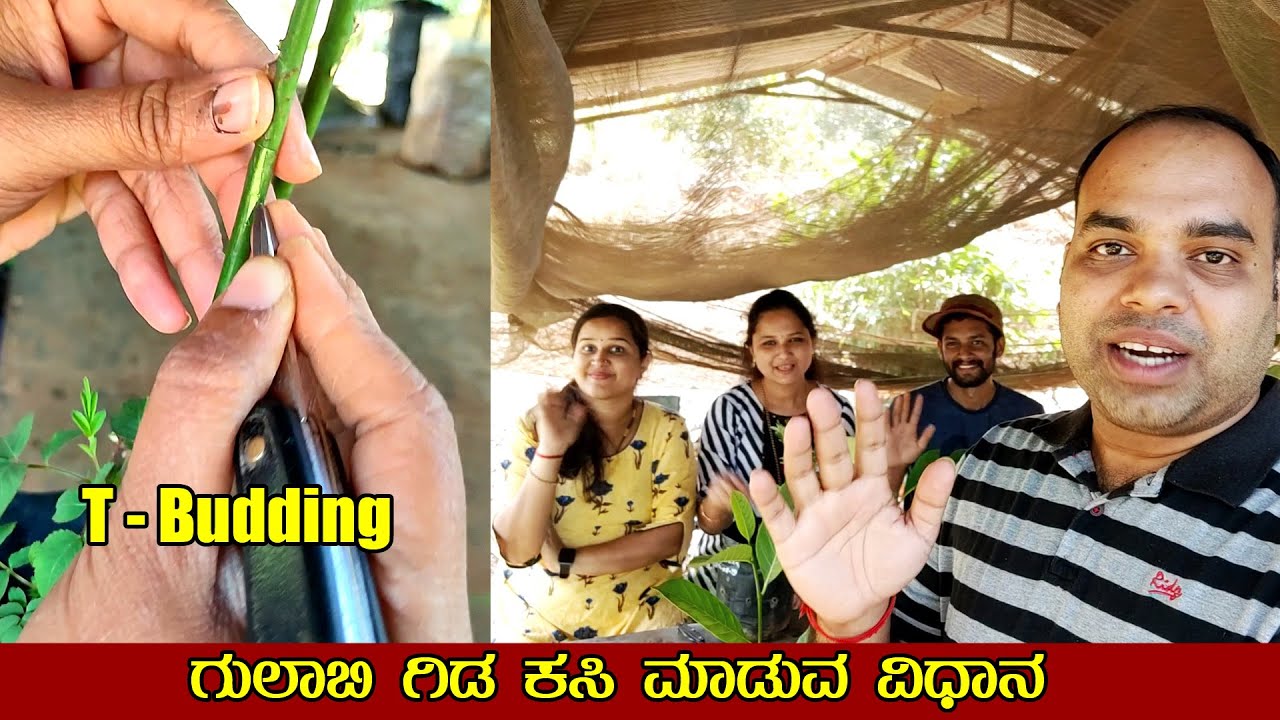ಗುಲಾಬಿ ಗಿಡ ಕಸಿ ಮಾಡುವ ವಿಧಾನ |T-Budding method for Rose Plants | Gardening Tips | Mr and Mrs Kamath