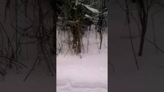 Lumikko Metsästää