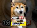家だと100％父に唸る柴犬の裏の顔#shibadog #柴犬 #sibainu #犬のいる生活 #shorts