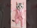 pink suit cat #cat #cute #kittens #funny