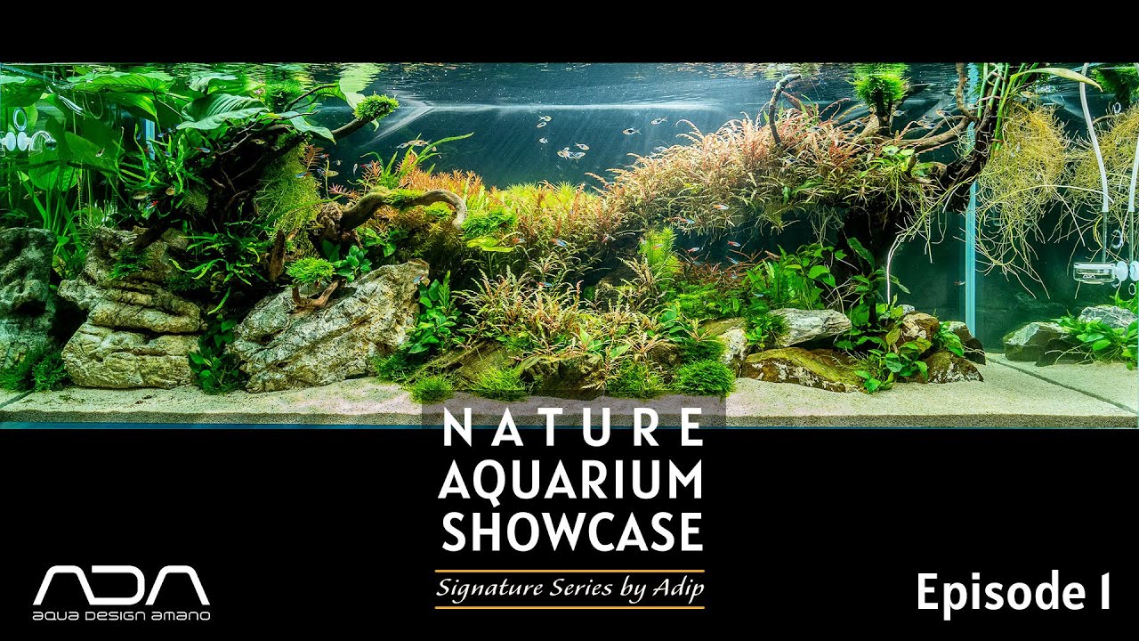 Nature Aquarium Showcase Signature Series By Adip Ep 1 Youtube Nature Aquarium Showcase Signature Series By Adip Ep 1 Youtube