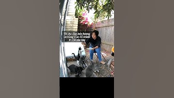 Cat Roasts Vietnamese Mom! (VietSub)😏 #shorts #cat #catlover #vietnamese #feedshorts @UnfilteredV