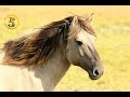 Złota Piątka: Najdroższe konie świata!