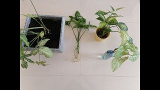 ابسط طريقة لاكثار نباتات الزينة Grow indoor plant from cutting