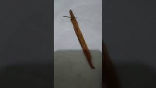 Big Lepidodendron Tree