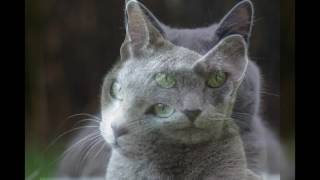 Русская Голубая кошка Русская Голубая кошка