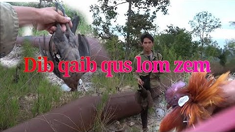 Hunting yos hav zoov dib qaib qus tua qaib qus lub caij qaib pib xaum 2025